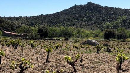 La Diputación destina 25.000 euros a impulsar la elaboración de vinos abulenses