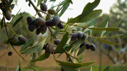 El reconocimiento del aceite del Valle del Tiétar como Denominación de Origen Protegida (DOP) sigue adelante