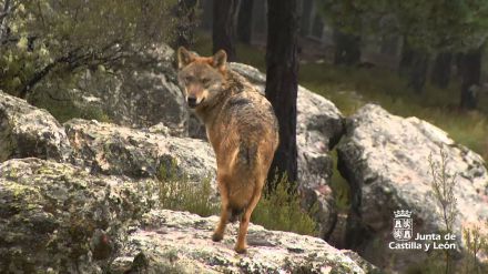 Incremento de la población de lobo ibérico en Castilla y León con 193 manadas