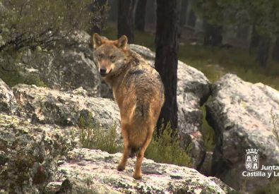 Incremento de la población de lobo ibérico en Castilla y León con 193 manadas