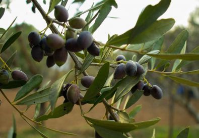 El reconocimiento del aceite del Valle del Tiétar como Denominación de Origen Protegida (DOP) sigue adelante